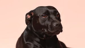 Thumbnail voor Hond ongedeerd teruggevonden na fatale aanrijding van zijn baasje
