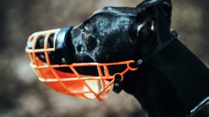 Thumbnail voor Julia werd zwaar verminkt door hond, baasje had 'geen geld' voor muilkorf