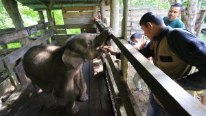 Thumbnail voor Babyolifant overlijdt nadat hij halve slurf verliest door stropers