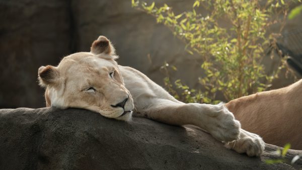 Leeuwen en gorilla's in Blijdorp testen positief op corona