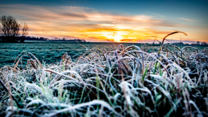 Thumbnail voor Dag herfst, hallo (vleugje) winter: eerste officiële vorst in het najaar gemeten