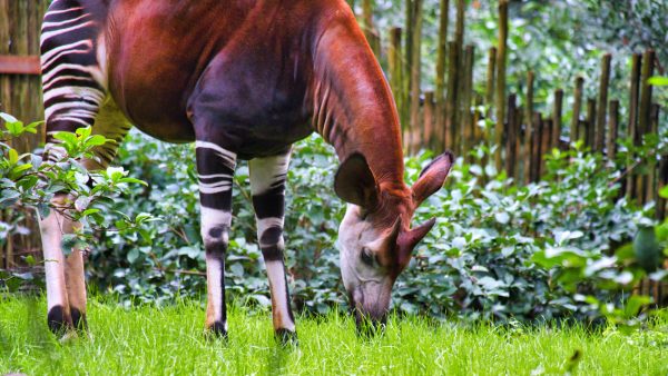okapi