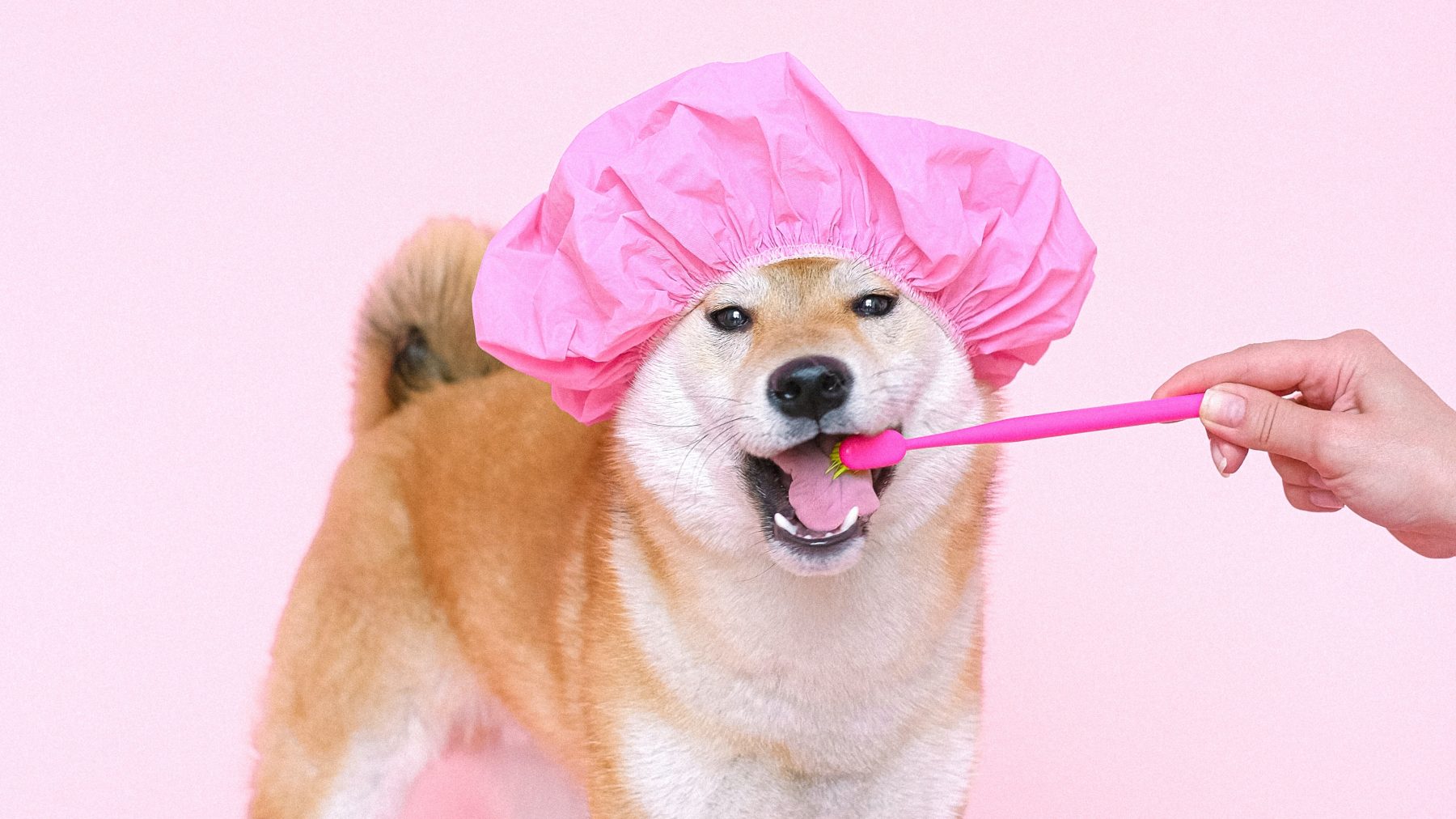 beugel-voor-je-hond