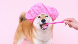 Thumbnail voor Een beugel voor je hond en andere 'tandzaken': 'Alleen poetsen is niet genoeg'