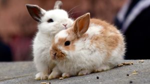 Thumbnail voor Vrouw in Ermelo vindt twee gedumpte konijnen in groencontainer
