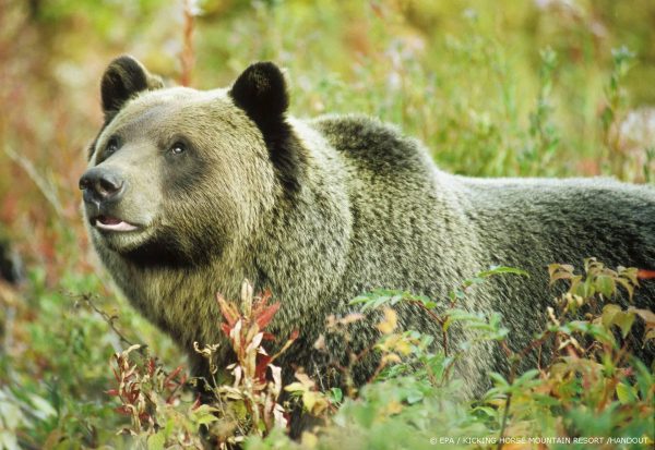 Beroemde beer uit talloze Hollywoodfilms en series overleden