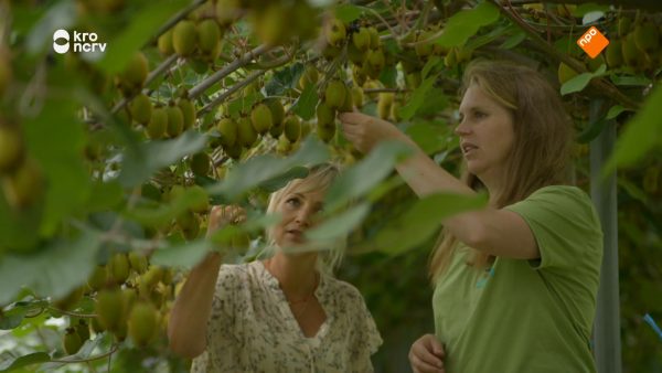 Djuke teelt kiwi's in 'Onze boerderij'