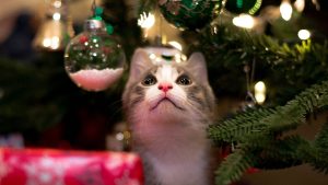 Thumbnail voor Ho ho ho eens even: deze kerstversiering is gevaarlijk voor je kat