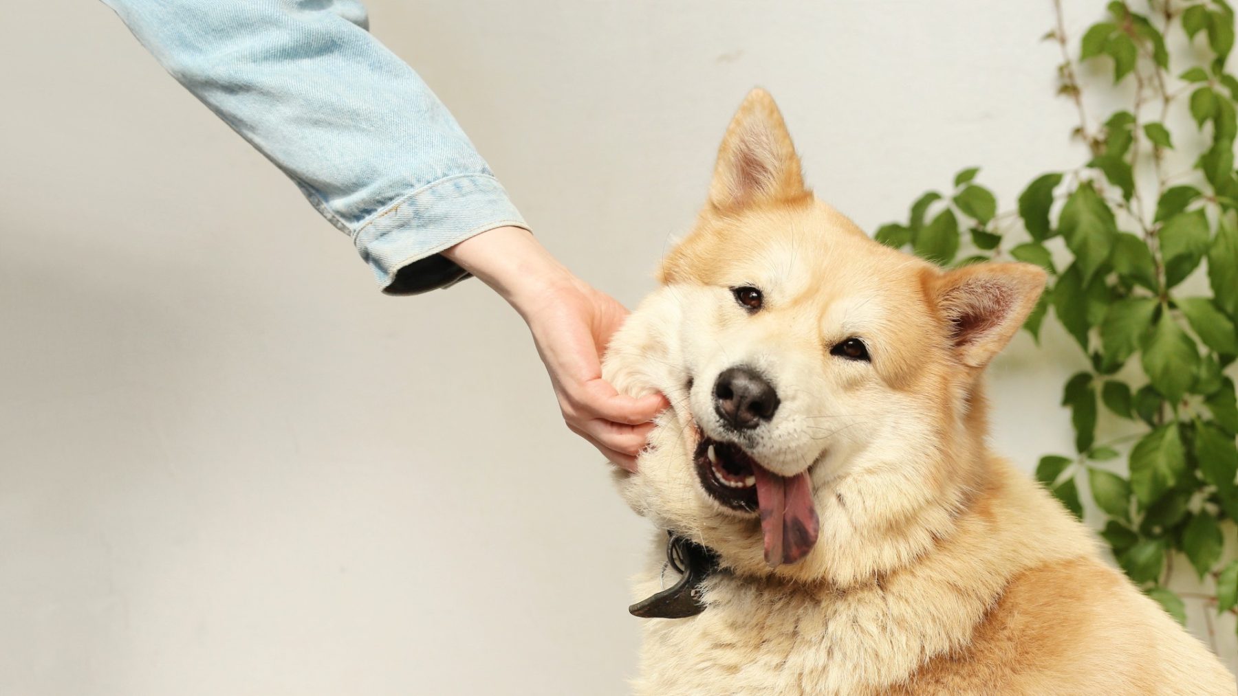 Last van prikangst? Met vaccinatiehond Sara is die prik een fluitje van een cent