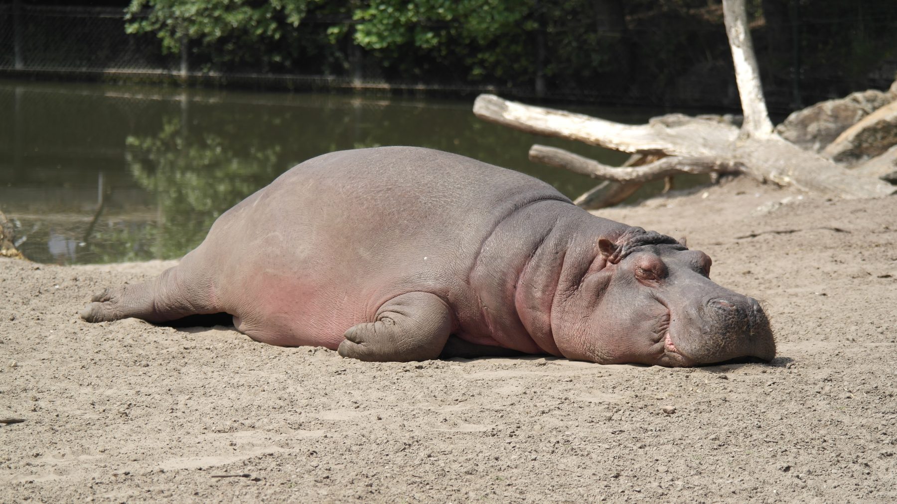 Niezende Nijlpaarden testen positief op coronavirus in ZOO Antwerpen