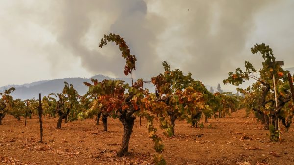 Door bosbranden aangetaste Californische druiven worden wodka