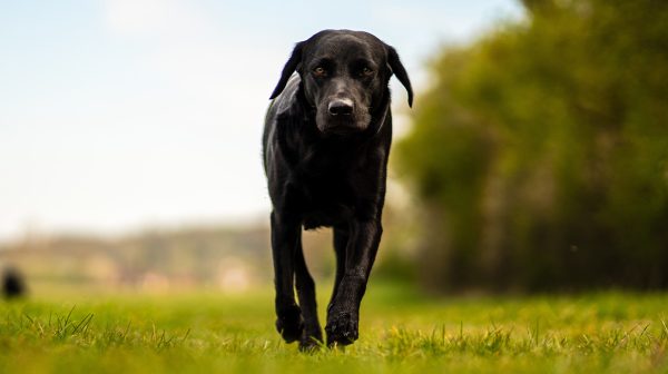 poepende hond