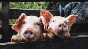 Thumbnail voor Wakker Dier stapt naar rechter voor betere stallucht varkens