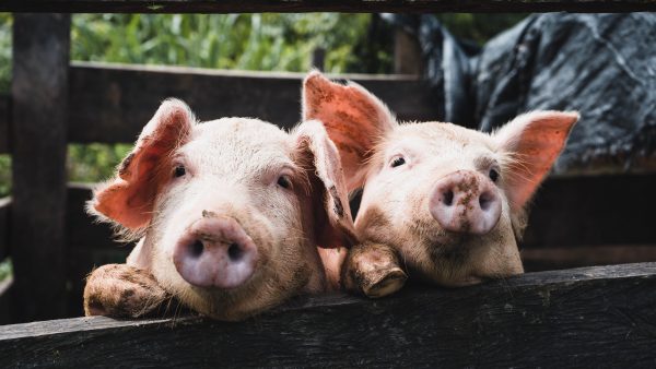 Wakker Dier naar rechter voor betere stallucht varkens