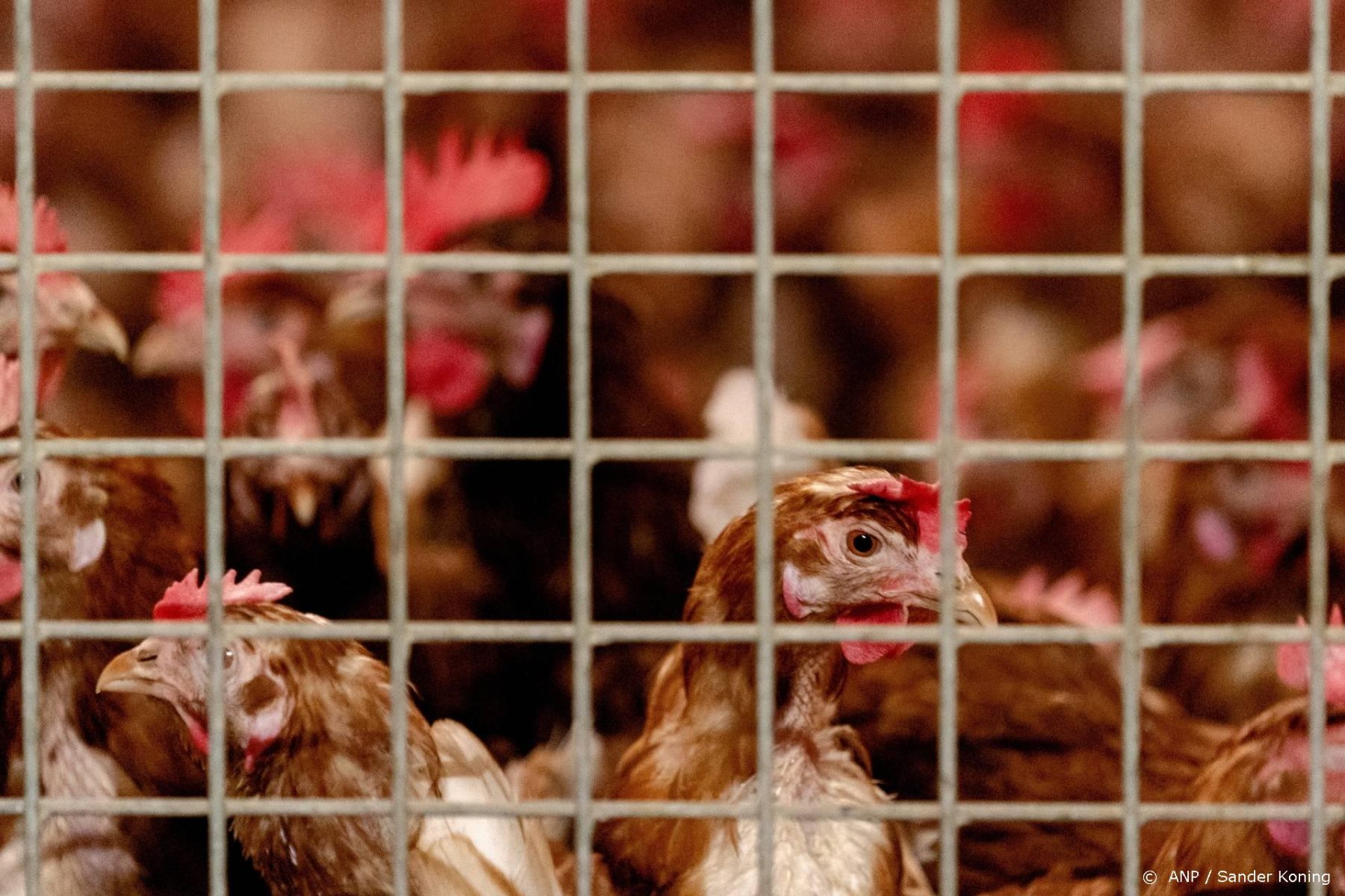 Afgelopen weken bijna 450.000 dieren geruimd om vogelgriep