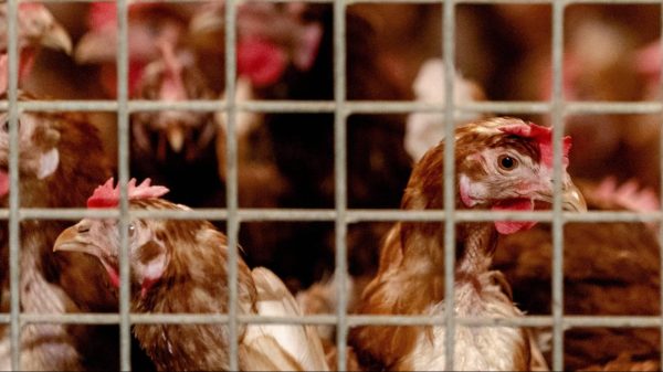 Afgelopen weken bijna 450.000 dieren geruimd om vogelgriep