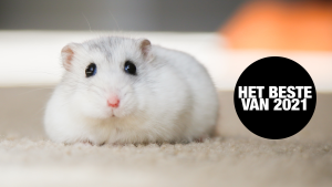 Thumbnail voor 3 x bizarre Marktplaats-verhalen: 'Levende hamsters zijn populair slangenvoer'