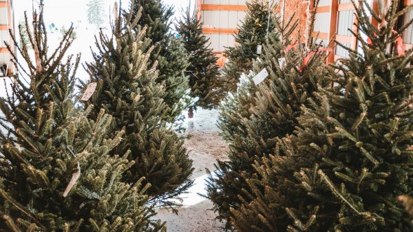 Boze bloemist protesteert tegen gemeente en dumpt kerstbomen voor de deur