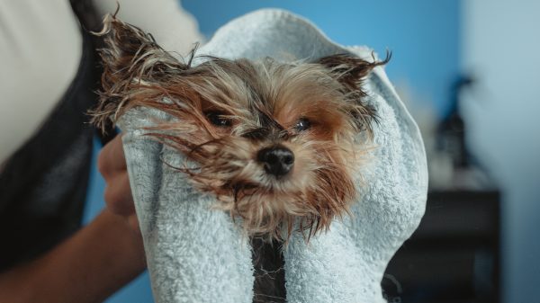 Mooie kerstactie: Brandweerman redt hond uit ijskoud water in tunnel