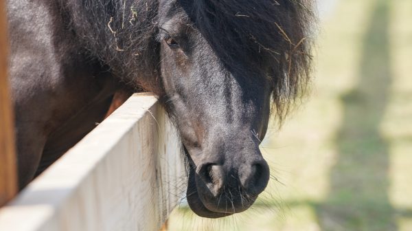 Slopende shetlandpony's zorgen voor ravage in tuinen Eerbeek