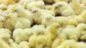 Thumbnail voor Uitbraak vogelgriep in Friesland, 222.000 kuikens worden geruimd