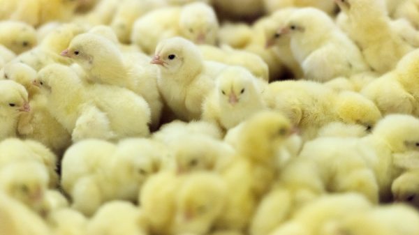 Uitbraak vogelgriep in Friesland, 222.000 kuikens geruimd