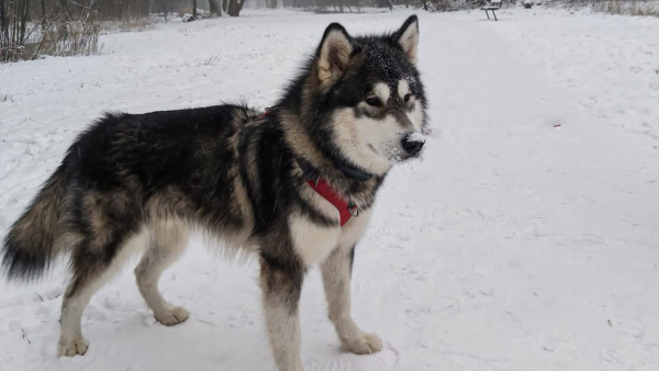 Gewonde hiker overleeft ijskoude nacht dankzij zorgzame hond