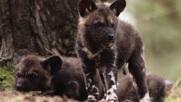 Drie wilde honden geboren in safaripark Beekse Bergen: 'Daar zijn ze dan!'