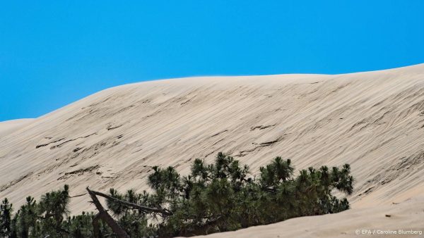 Fransen versterken duinen met afgedankte kerstbomen