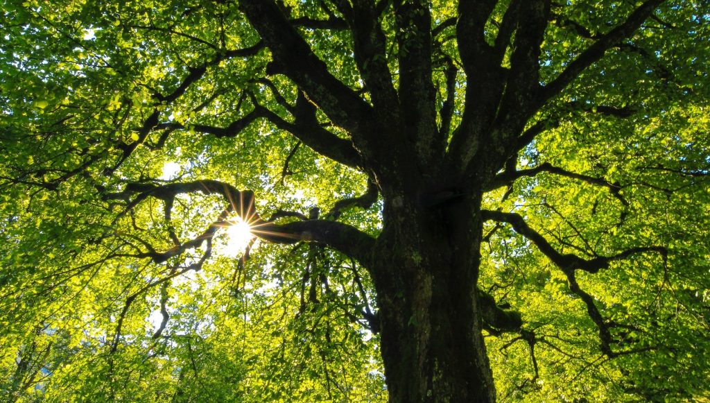 Rotterdam legt met QR-code uit waarom bomen worden gekapt