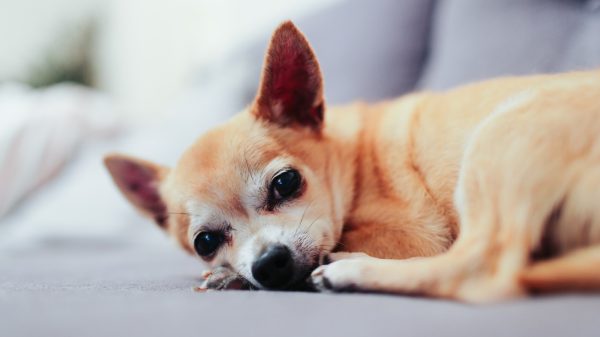 'Het gaat beter' met de 24 verwaarloosde hondjes in Geldermalsen