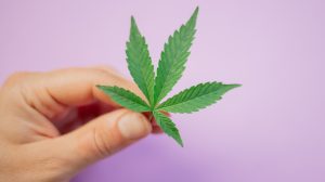 Thumbnail voor Hasjemenou: 'Cannabis kan corona-infectie voorkomen'