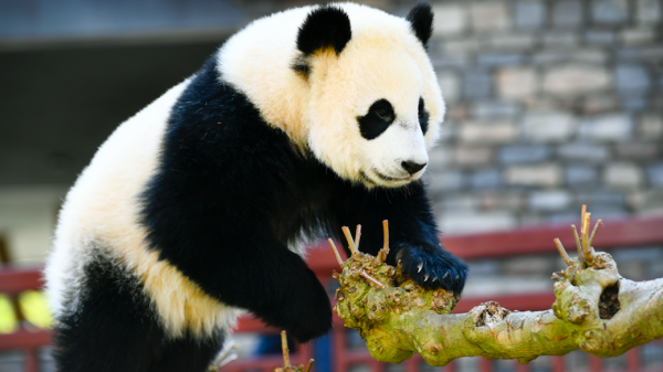 Nederlandse panda Fan Xing (2) verhuist naar China