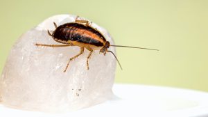 Thumbnail voor Horro(o)r: Nieuw-Zeelander loopt drie dagen rond met kakkerlak in oor