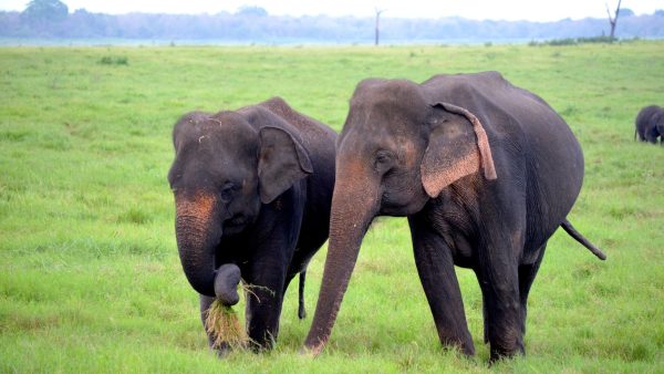 Olifanten Sri Lanka Pexels