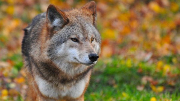 Dode wolf op vluchtstrook A67 gevonden