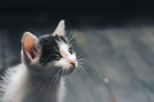 Thumbnail voor Dierenambulance redt achttien katten die maand naast overleden baasje leefden