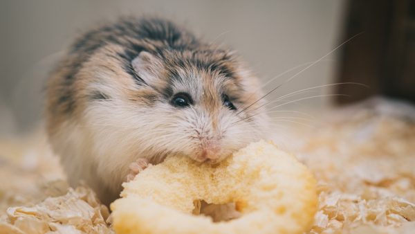 HongKong op zoek naar hamsters na coronauitbraak