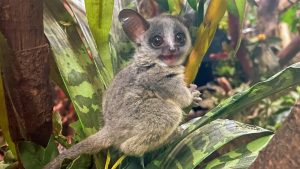 Thumbnail voor Aapjes kijken: twee (veel te lieve) galago-apen geboren in DierenPark Amersfoort