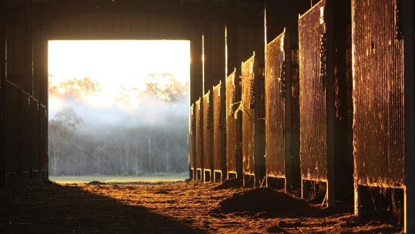 Paardenstal brand Koningslust