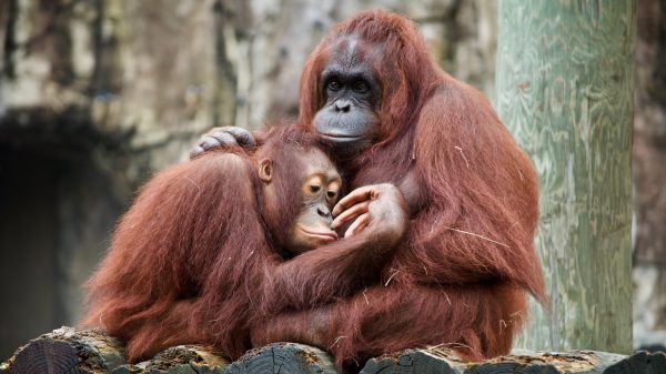 Het is internationale knuffeldag: 5 x zoete dieren omhelzingen