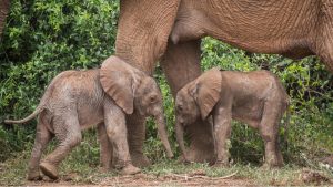 Thumbnail voor Afrikaanse olifant in Kenia bevallen van tweeling: 'Komt maar bij 1 procent voor'