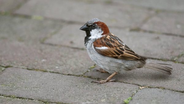 vogel huismus tuinvogeltelling