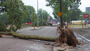 Thumbnail voor Storm Corrie: omgewaaide bomen zorgen voor schade en vertraging