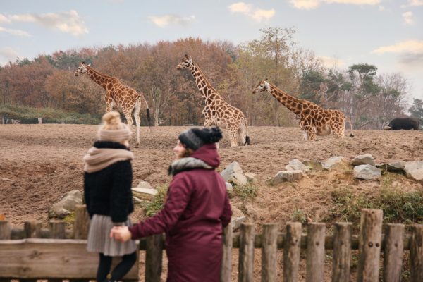 Behandeling voor brandstichter bij Beekse Bergen die tien dieren doodde