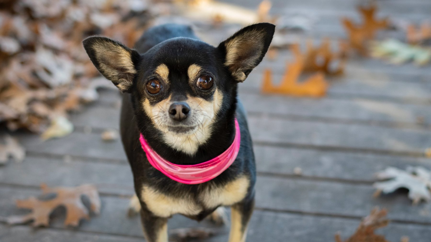 Verwaarloosde chihuahua's al kwispelend herenigd