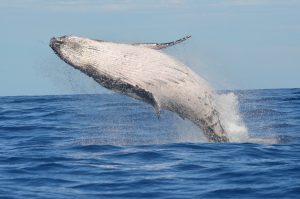 Thumbnail voor IJsland wil walvisjacht vanaf 2024 verbieden: 'Weinig reden om het nog toe te staan'