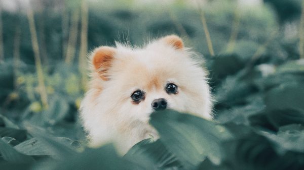 Vrouw stuurt hond af op politieauto