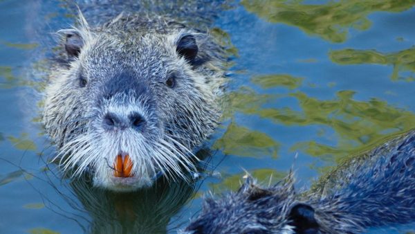 Bevers graven dwars door dijk heen bij Vianen