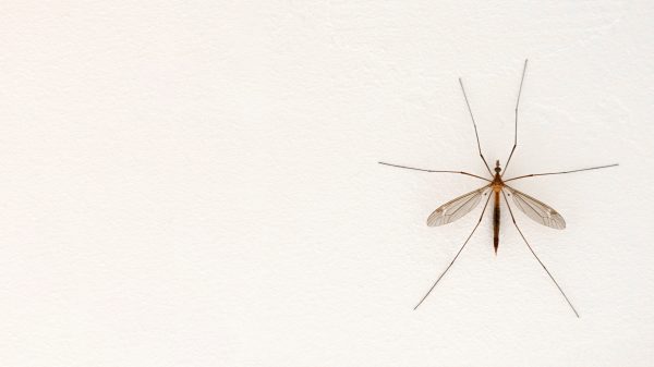 muggen-komt-niet-alleen-af-geur-ook-kleur